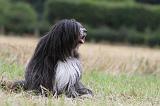 TERRIER DU TIBET 118